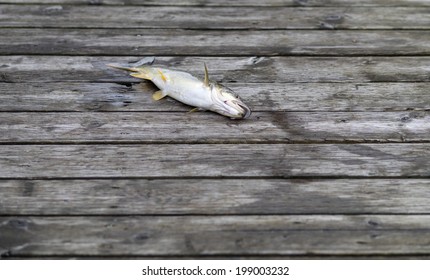 Fishing Derby Background