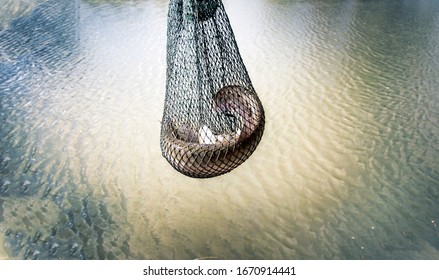 fishing domestic fish in net from water pond