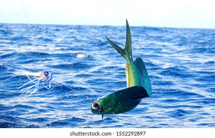 Fishing Dorado Mahi-mahi In Costa Rica.