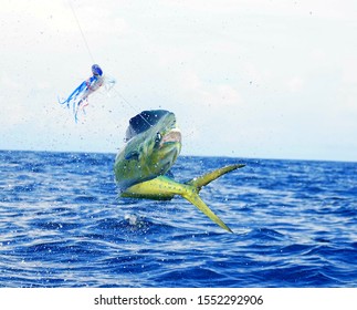 Fishing Dorado Mahi-mahi In Costa Rica.