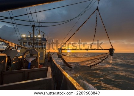 Fishing of gray northsea shrimps near the coast