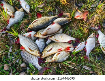 Fishing hobby, crying freshwater fish freshly taken from the water, freshwater fishing