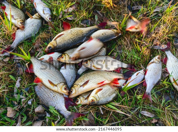 Fishing hobby, crying freshwater fish
freshly taken from the water, freshwater
fishing