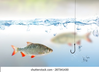 Fishing Hook Under Water And Fish Rudd