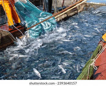 Fishing industry. Industrial fishing boat. Net filled with variety saltwater fish. Salmon, pacific ocean water. High quality photo - Powered by Shutterstock