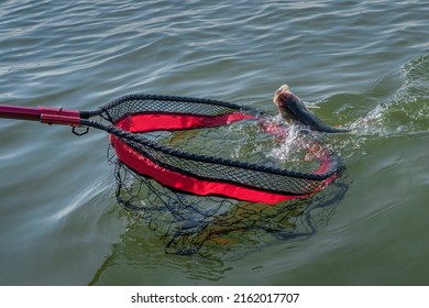 Fishing Landing Net. Taking Perch Fish In Water By Specialized Net