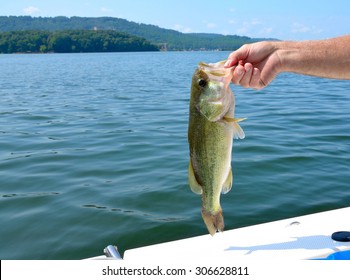 Fishing For Large Mouth Bass, Freshwater Fish