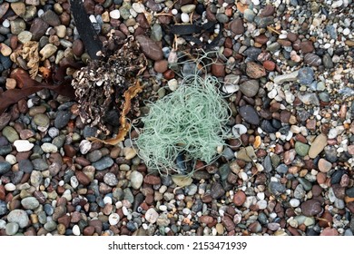 Fishing Line Washed Up On Shore