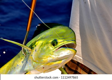 Fishing for mahi mahi - Powered by Shutterstock