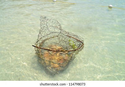 Fishing In Negril, Jamaica