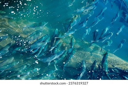 Fishing net with a full haul of assorted saltwater fish. Salmon, pacific ocean water. Fishing industry concept. High quality photo - Powered by Shutterstock