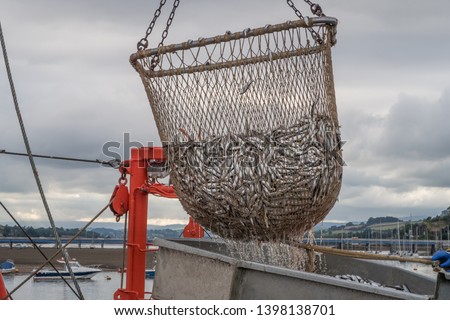 Similar – Image, Stock Photo A net full of freshly caught mussels is offered at the fish market