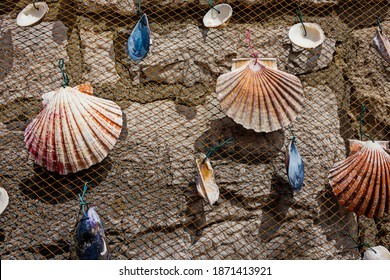 Fishing Net With Mussel And Calico Scallop Shells