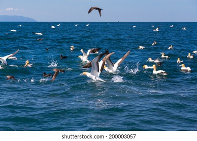 Fishing Next To A Large Workup Of Gannets, Dolphins And Other Seabirds In The Hauraki Gulf, Auckland.