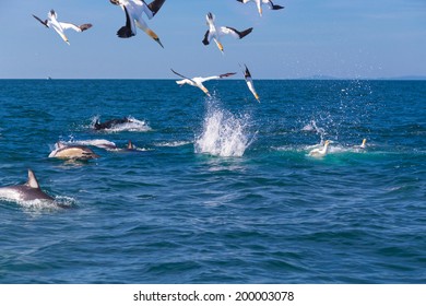 Fishing Next To A Large Workup Of Gannets, Dolphins And Other Seabirds In The Hauraki Gulf, Auckland.