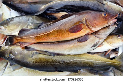 Fishing In Norway. Fresh Cod Fish In Boat Container.