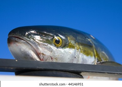 Fishing Off The Coast Of San Carlos For Yellowtail In The Gulf Of California In Senora Mexico.