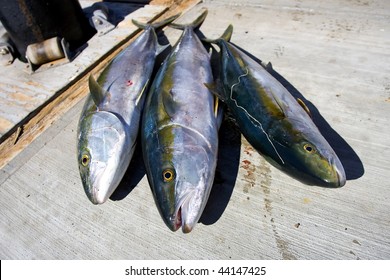 Fishing Off The Coast Of San Carlos For Yellowtail In The Gulf Of California In Senora Mexico.