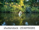 The fishing on Amazon, caught piranha fish hanging on fishing line reflected on surface of the water