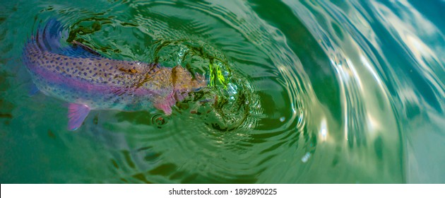 
Fishing Rainbow Trout In Clear Water