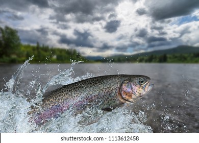 Fishing. Rainbow trout fish jumping with splashing in water