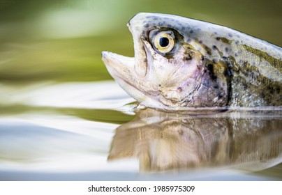 Fishing. Rainbow trout fish jumping. The rainbow trout in the lake. Trouts in the green water of a mountain lake. Rainbow trouts close-up in water.