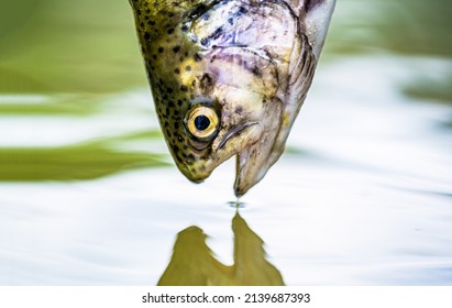 Fishing. Rainbow trout fish jumping. The rainbow trout in the lake. Trouts in the green water of a mountain lake. Rainbow trouts close-up in water.