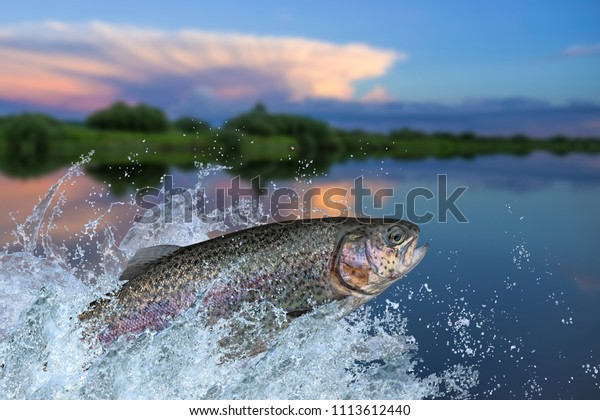 Fishing. Rainbow trout fish jumping with splashing\
in water