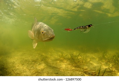 Fishing For Redfish Underwater Using Bat