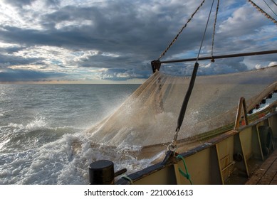 Fishing Shrimps At The Belgian Coast