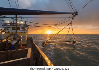 Fishing Shrimps At The Belgian Coast