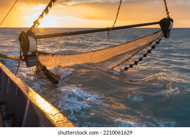 Fishing Shrimps At The Belgian Coast