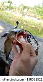 Fishing Snakehead Fish With Spinnerbait