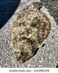 Fishing For Summer Flounder & Fluke Fish