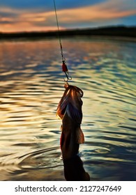 Fishing at sunset. Catching predatory fish on spinning. Sunset colors on the water surface, sunny path from the low sun. Perch caught on yellow spoonbait