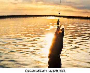 Fishing at sunset. Catching predatory fish on spinning. Sunset colors on the water surface, sunny path from the low sun. Perch caught on yellow spoonbait