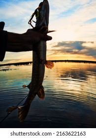 Fishing at sunset. Catching predatory fish on spinning. Sunset colors on the water surface, sunny path from the low sun. Pike caught on a spinner