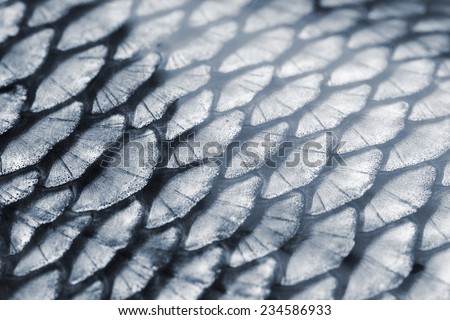 fishing theme - fragment of a fish scale close up