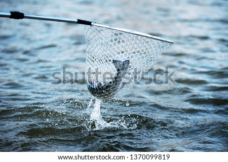 Fishing. Trout is caught in fishing net. Dramatic. 