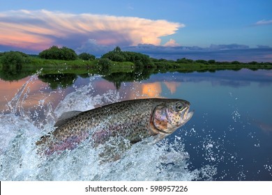 Fishing. Trout fish jumping with splashing