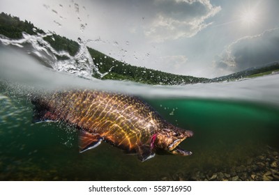 Fishing. Trout, Underwater View.