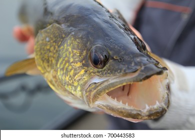 Fishing. Walleye in the angler's hands.