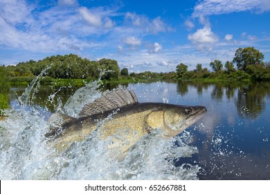 Fishing. Walleye zander fish jumping with splashing in water