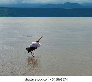 Fishing White Stork In Nechisar National Park, Ethiopia