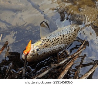 fishing for wild trout. caught a fish on a bright bait.  - Powered by Shutterstock