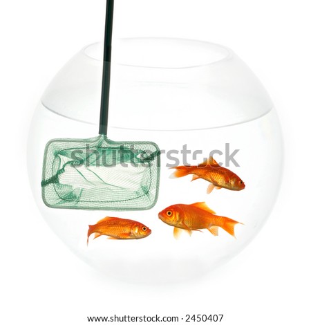 Fishingnet in a fishbowl whith goldfish. Taken on a clean white background.