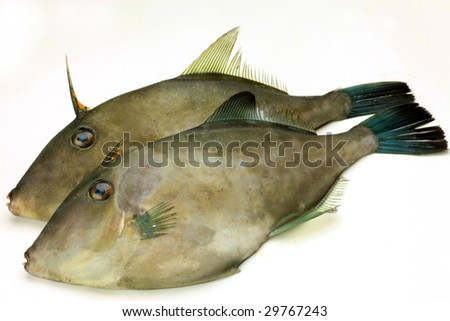fish(kind of leatherfish)