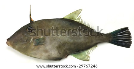 fish(kind of leatherfish)