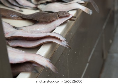 Fishmonger Display In Malaga Of Flat White Fish Fo Sale To The Public