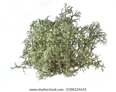 Fishnet lichen (Cladonia boryi), isolated lichen against white background